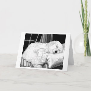 Cockapoo Dog Portrait Blank Grußkarte Karte
