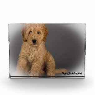 Cockapoo Hund. Fotoblock
