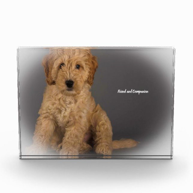 Cockapoo Hund. Fotoblock (Vorderseite)