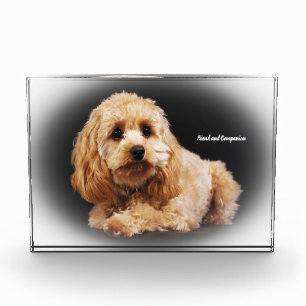 Cockapoo Hund. Fotoblock