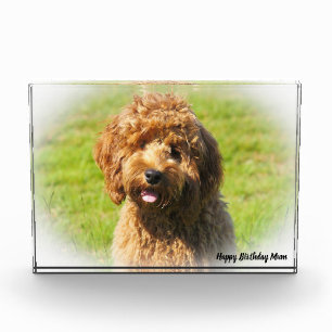 Cockapoo-Hund. Fotoblock
