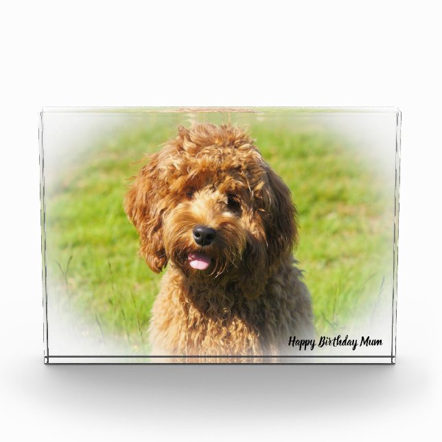 Cockapoo Hund. Fotoblock (Vorderseite)