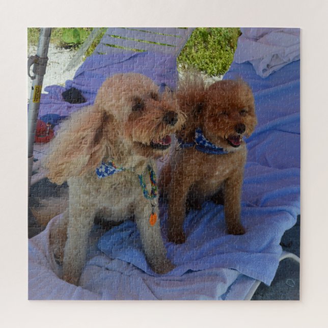Cockapoo Hunde genießen Beach Vacation Foto Puzzle (Vertikal)
