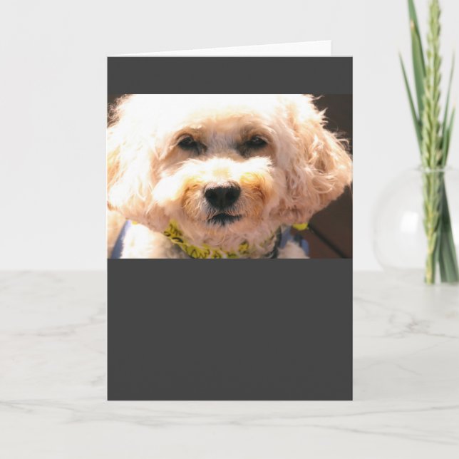 Cockapoo Karte (Vorderseite)