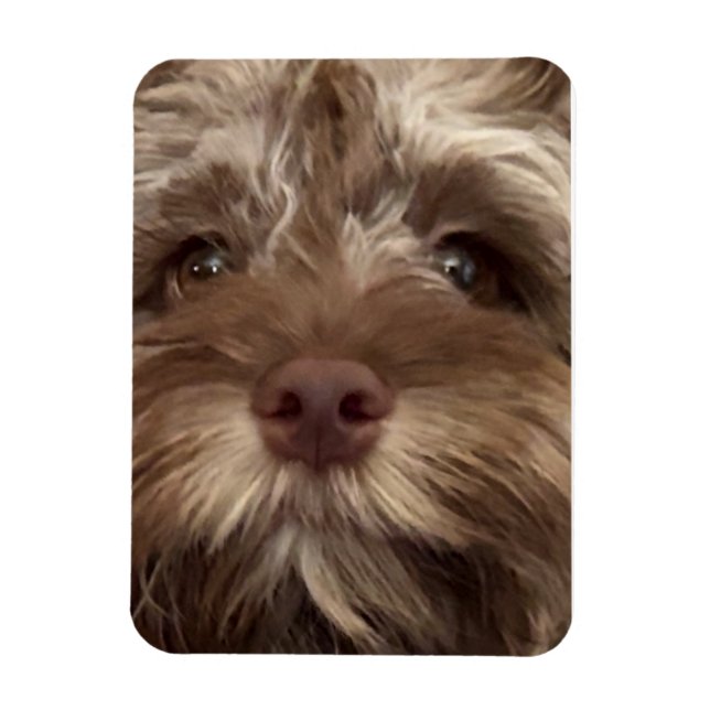  "COCKAPOO" MAGNET (Vertikal)