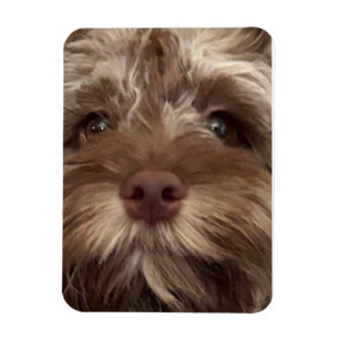 "COCKAPOO"-Magnet Magnet