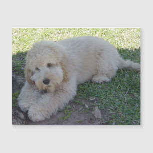 Cockapoo-Welpe Hund Süßes Tier Haustiere Lustig Ma Magnetkarte