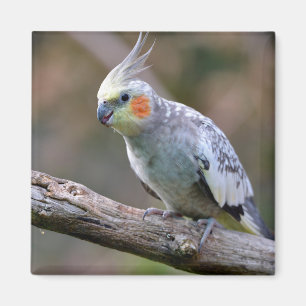 Cockatiel Budgerigar auf der Postkarte T- Magnet