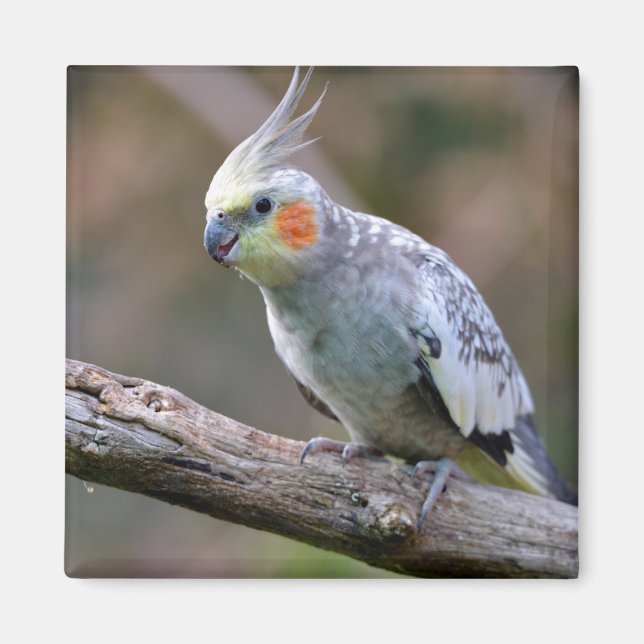 Cockatiel Budgerigar auf der Postkarte T- Magnet (Vorne)