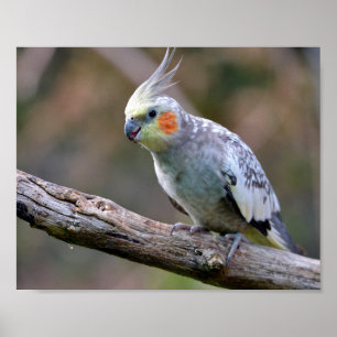 Cockatiel Budgerigar auf der Postkarte T- Poster