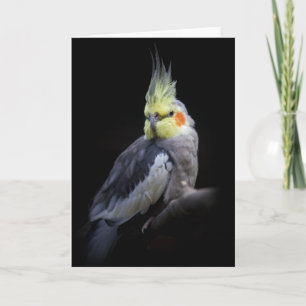 Cockatiel Card Karte