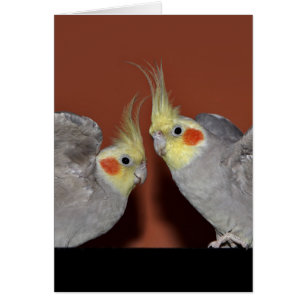 Cockatiel-Duo-Karte