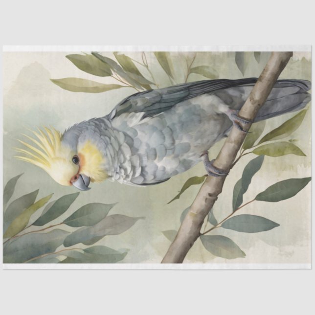 Cockatiel Eukalyptus Tree Decoupage Seidenpapier (Vorderseite)