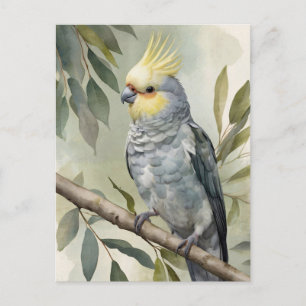 Cockatiel Eukalyptus Tree Postkarte