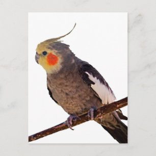 Cockatiel Graue und gelbe Vogelfotografie Postkarte