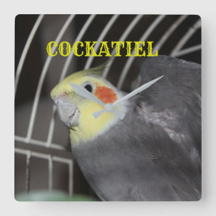 COCKATIEL-Nahaufnahme Quadrat-Uhr Quadratische Wanduhr