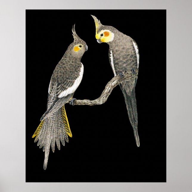 Cockatiel Pair - Nymphicus hollandicus auf schwarz Poster (Vorne)