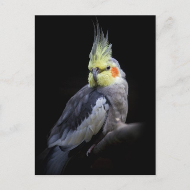 Cockatiel Postcard Postkarte (Vorderseite)