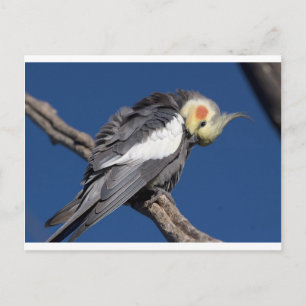 Cockatiel Postkarte