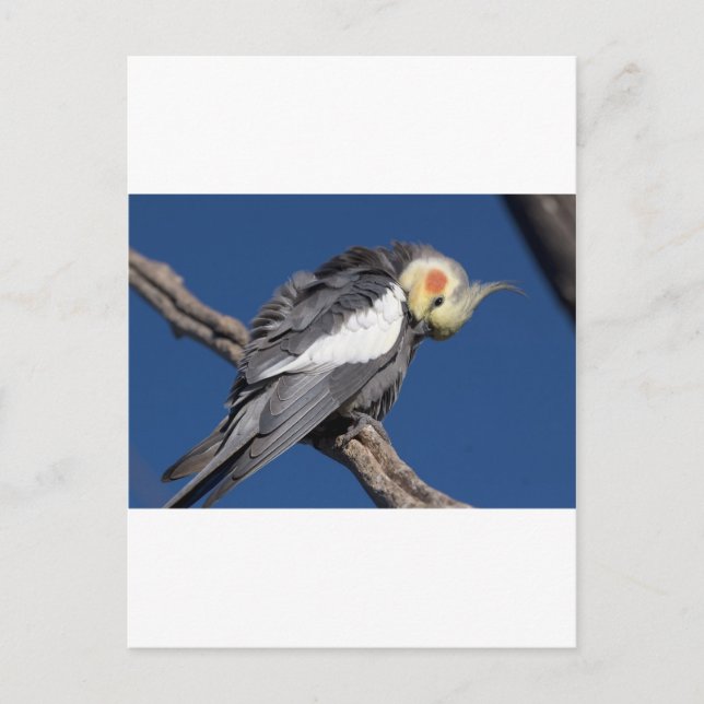Cockatiel Postkarte (Vorderseite)