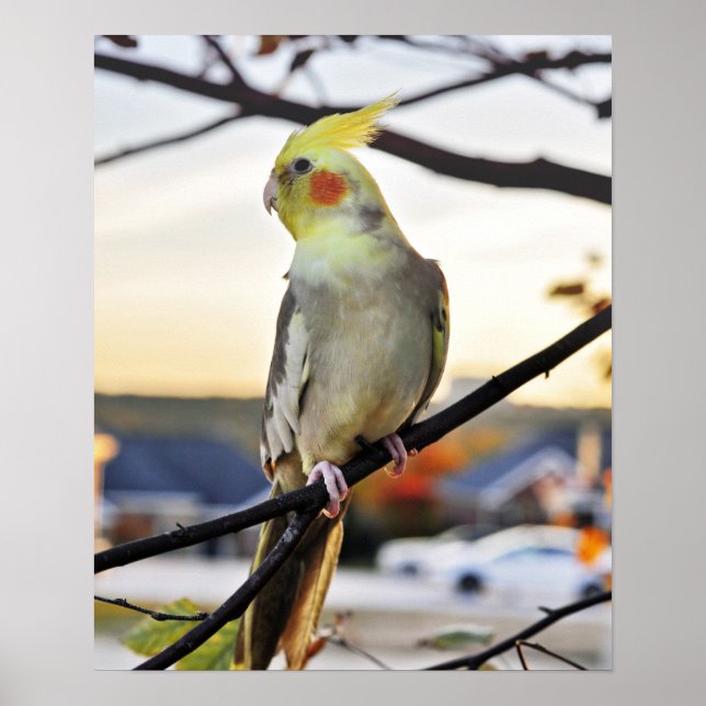 Cockatiel-Profilbild Poster (Vorne)