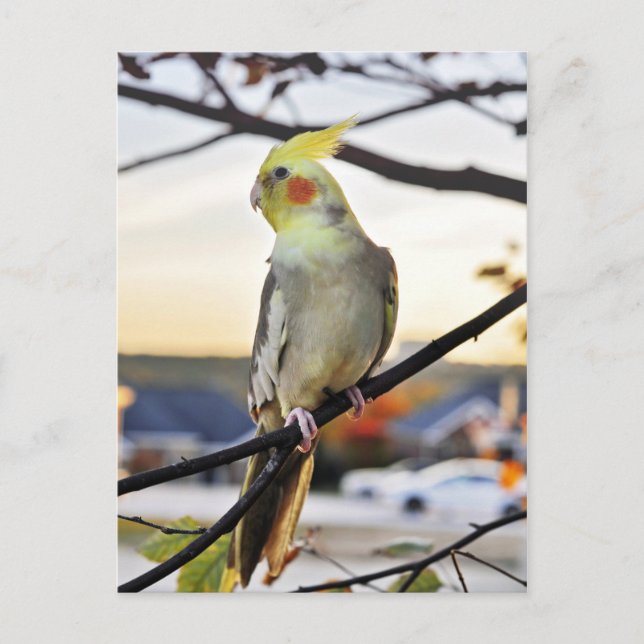 Cockatiel-Profilbild Postkarte (Vorderseite)