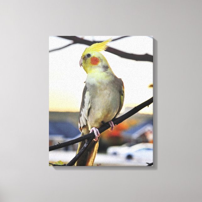 Cockatiel Profile Photograph Leinwanddruck (Vorderseite)