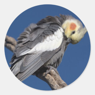 Cockatiel Runder Aufkleber