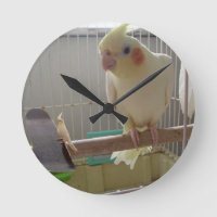 Cockatiel-Spaß