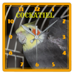 COCKATIEL-Uhr Quadratische Wanduhr