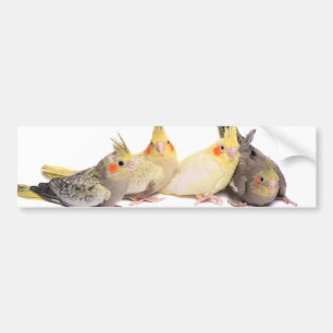 Cockatiels Autoaufkleber