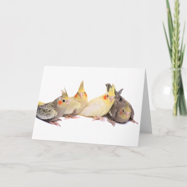 Cockatiels Karte (Vorderseite)
