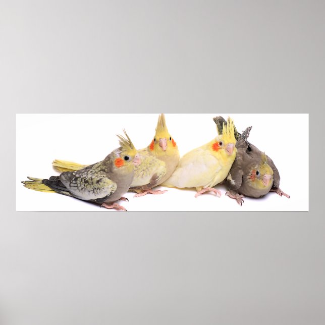 Cockatiels Poster (Vorne)