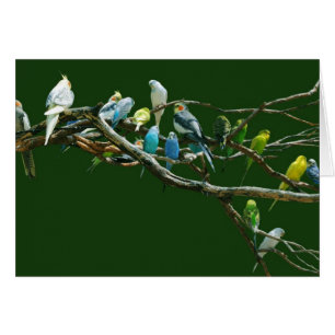 Cockatielsn Parakeets