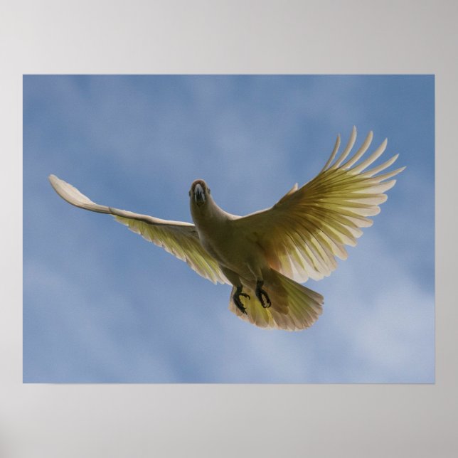 Cockatoo Bird Parrot Animal Fly Sky Poster (Vorne)