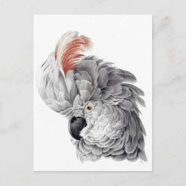 Cockatoo Head - Aert Schouman Postkarte (Vorderseite)