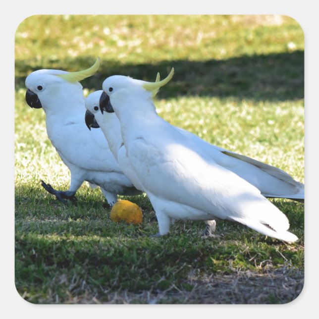 COCKATOO IST IN LÄNDLICHER QUEENSLAND AUSTRALIEN QUADRATISCHER AUFKLEBER (Vorderseite)
