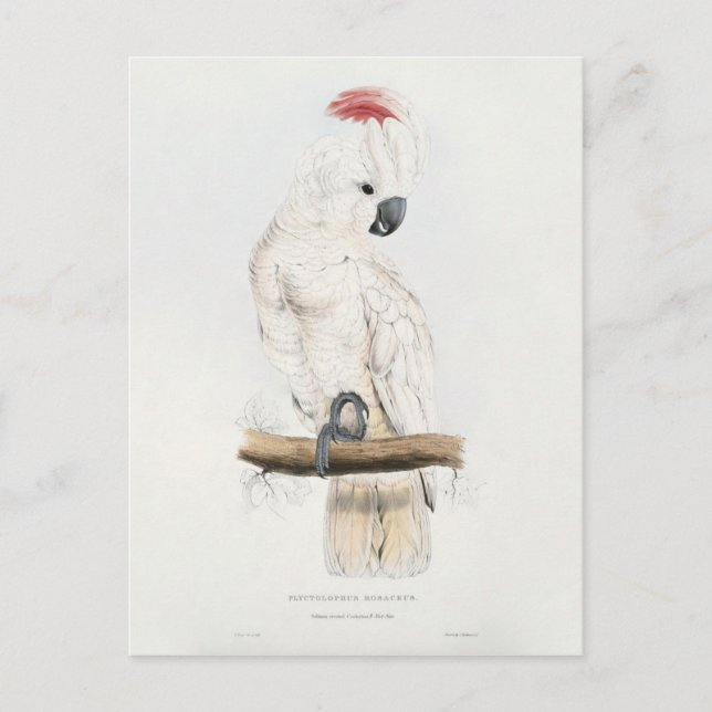 Cockatoo Lachs-mit Haube Postkarte (Vorderseite)