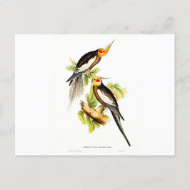 Cockatoo Parakeet Postkarte