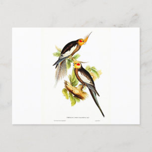 Cockatoo Parakeet Postkarte