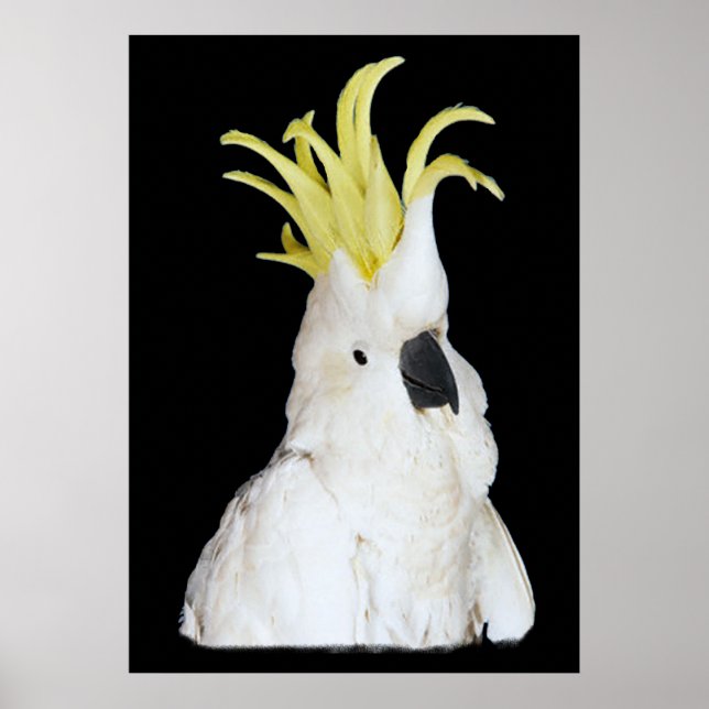 Cockatoo Poster 24x36" (Vorne)