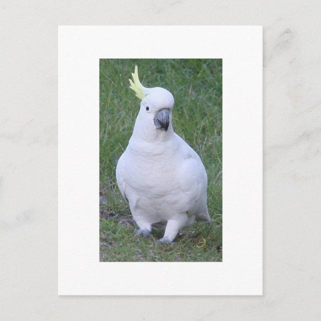 Cockatoo Postkarte (Vorderseite)