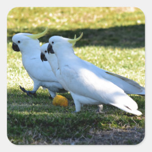 COCKATOOS IN LÄNDLICHEM QUEENSLAND AUSTRALIEN QUADRATISCHER AUFKLEBER