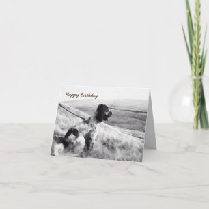 Cocker Spanel Birthday Karte