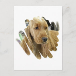 Cocker Spanel Puppy Hund Postkarte