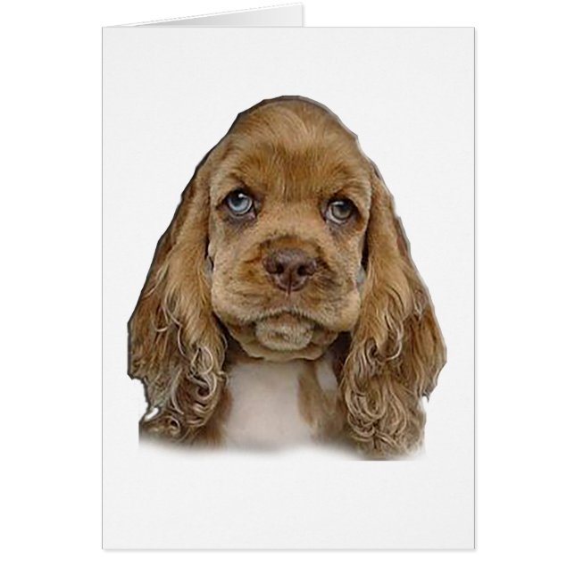 Cocker Spaniel (Vorne)