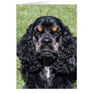 Cocker spaniel