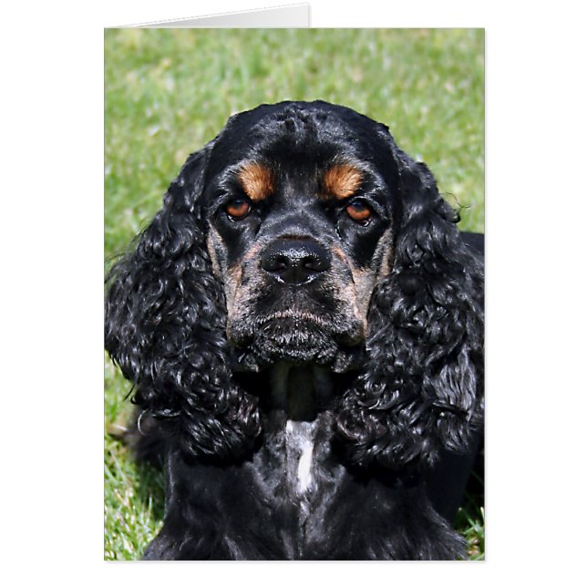 Cocker Spaniel (Vorne)