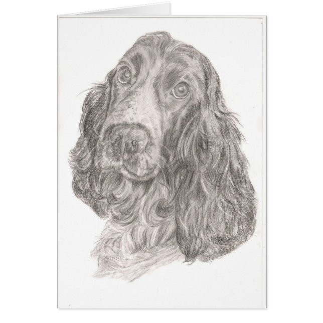Cocker spaniel (Vorne)