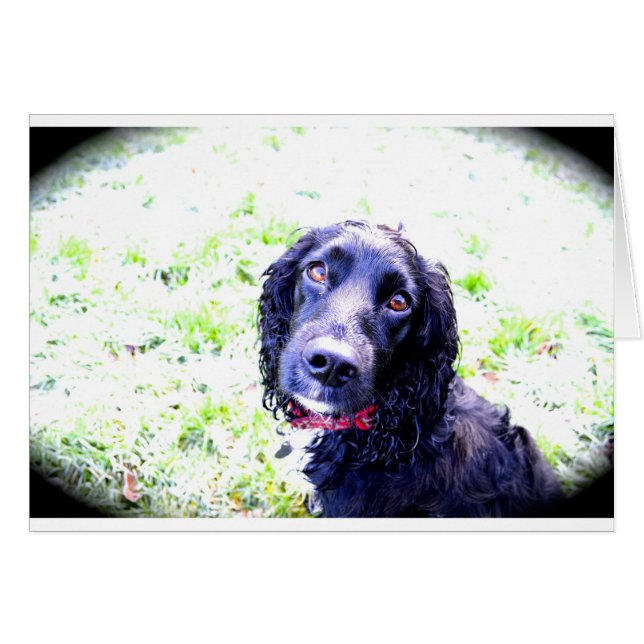 Cocker Spaniel (Vorderseite (Horizontal))